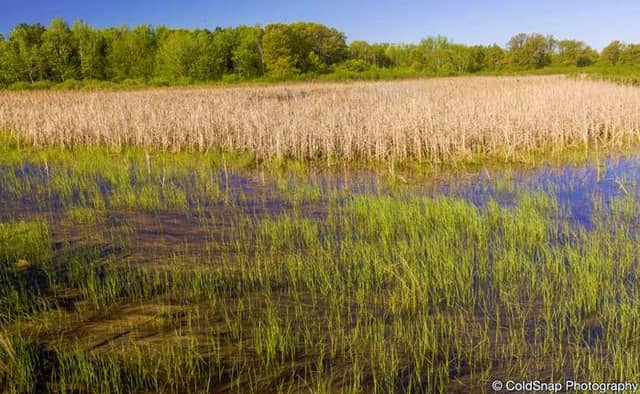 Blaine Preserve Scientific and Natural Area - Image 3