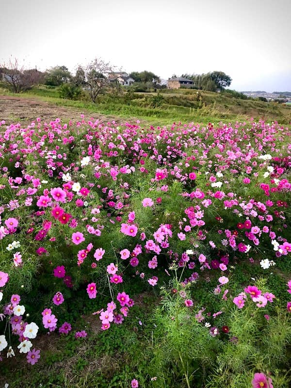 Maeyama District Cosmos Field - Image 1
