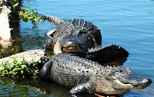 Champagne's Cajun Swamp Tours / Only store with facilities and restrooms on Lake Martin, Louisiana - Image 3
