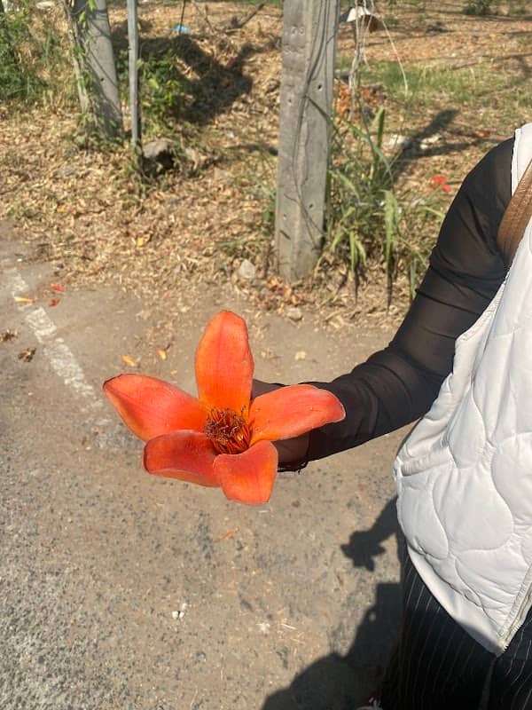 Cây cô đơn Chiangmai - Image 1