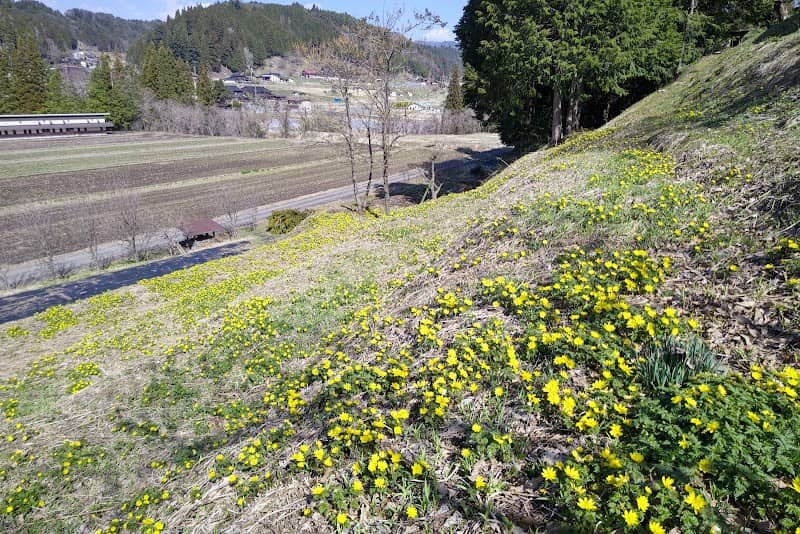 坊方地区福寿草群生地 - Image 2