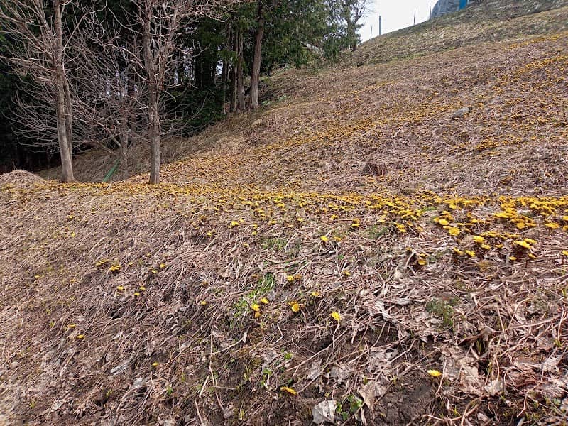 坊方地区福寿草群生地 - Image 3