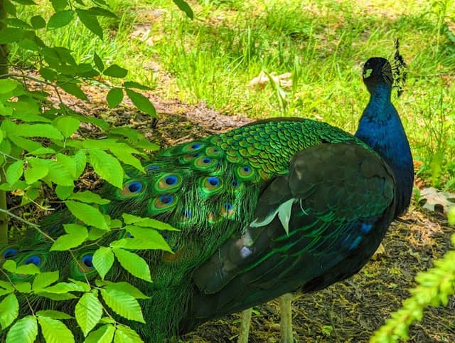 Potter Park Zoo - Image 2