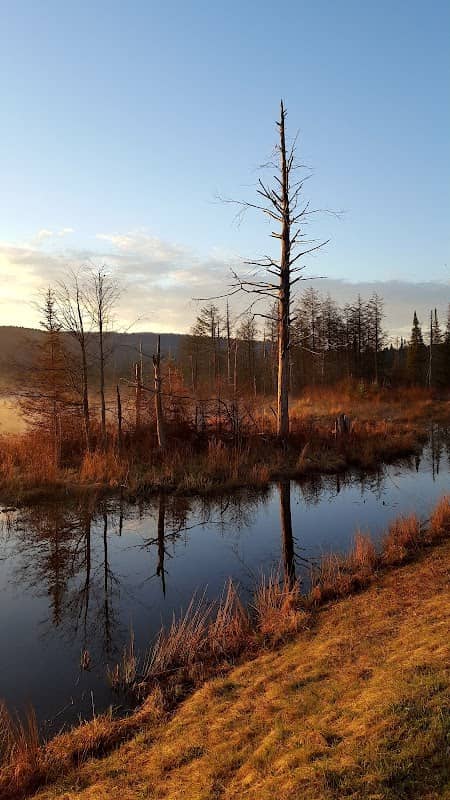 Keeney Swamp State Forest - Image 2