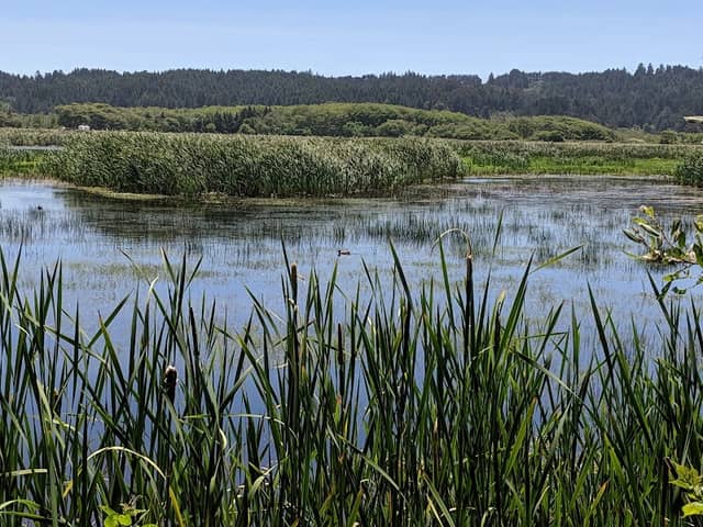 Humboldt Bay National Wildlife Refuge - Image 1