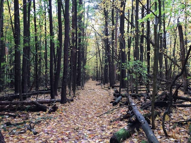 Pine Hill Trail - Image 1