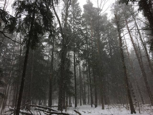Pine Hill Trail - Image 2