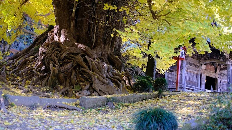 Shoboji's Legendary Gingko Tree - Image 1