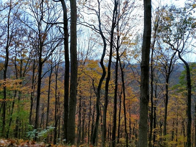 Beaver Creek State Forest - Image 1