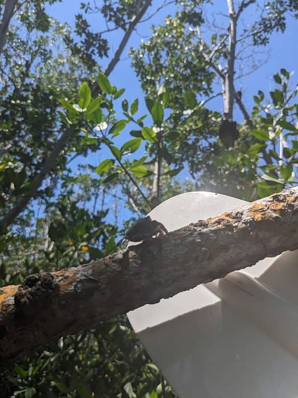 The Mangrove - Image 1
