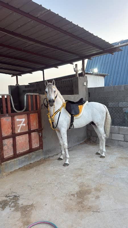اسطبل سيف الجزيرة 🐎 - Image 1