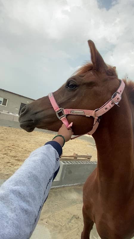 اسطبل سيف الجزيرة 🐎 - Image 2