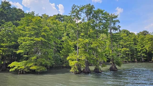 Pettigrew State Park – Cypress Point Access - Image 1