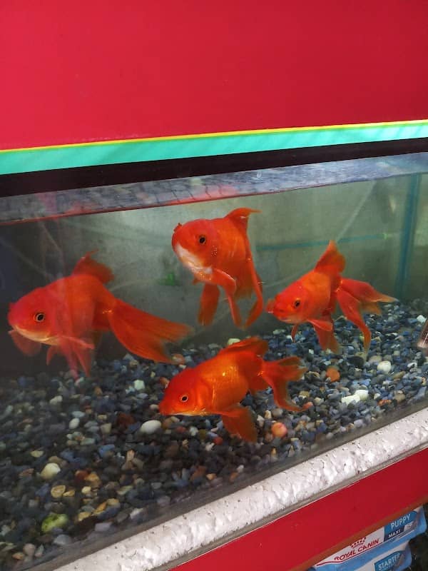 Roy Aquarium House - Image 1