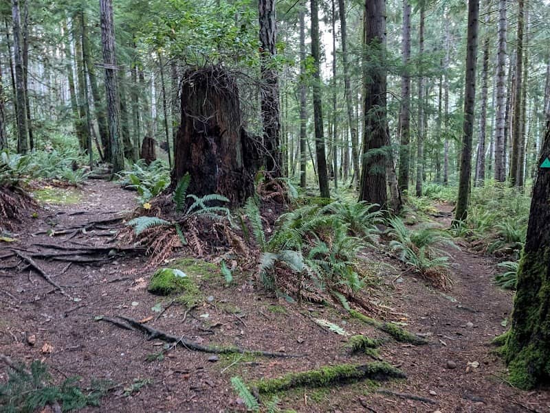 Northeast Woods - Image 1