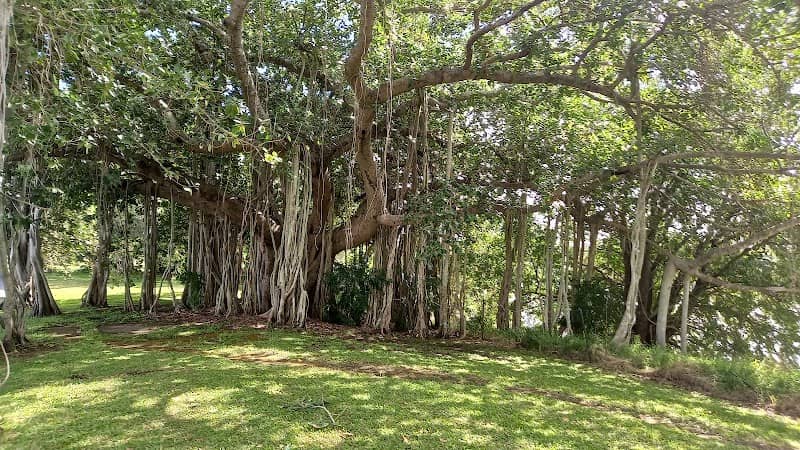 Golden Jubilee Tree - Image 2