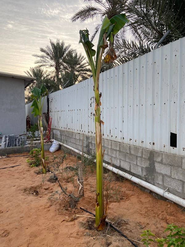المزرعة السعيدة - Image 1