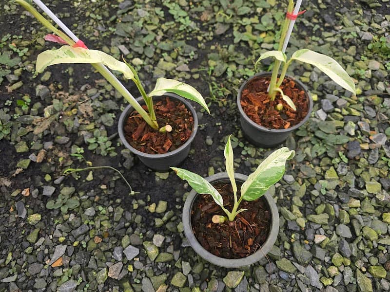 Wut Garden - Image 2