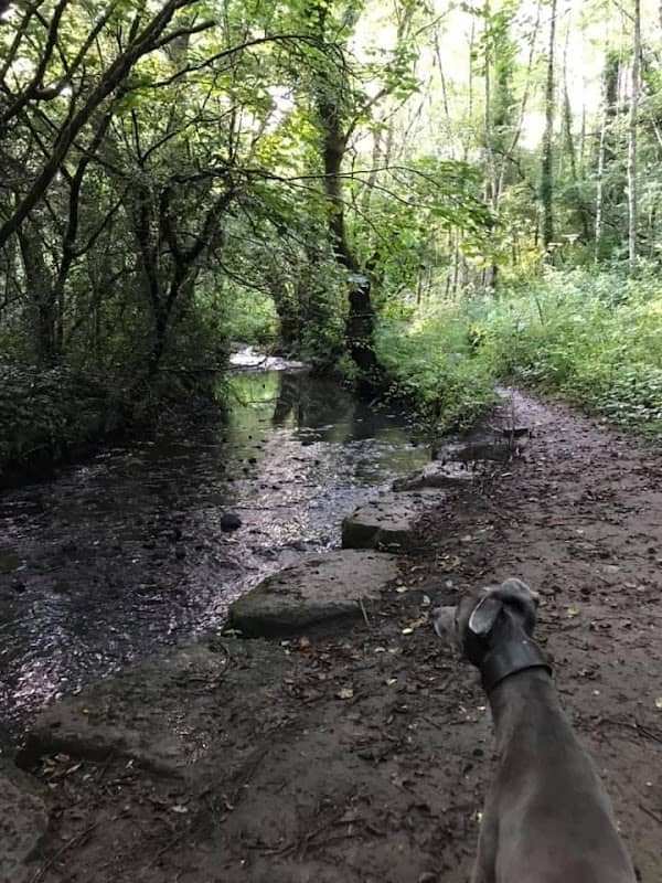 Tynant Woods - Image 3