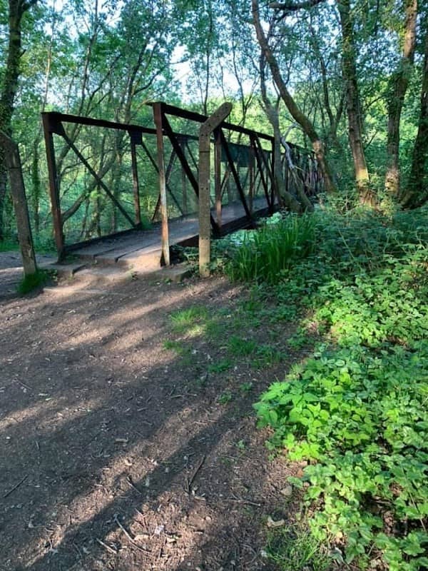 Tynant Woods - Image 2