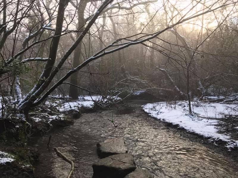 Tynant Woods - Image 1