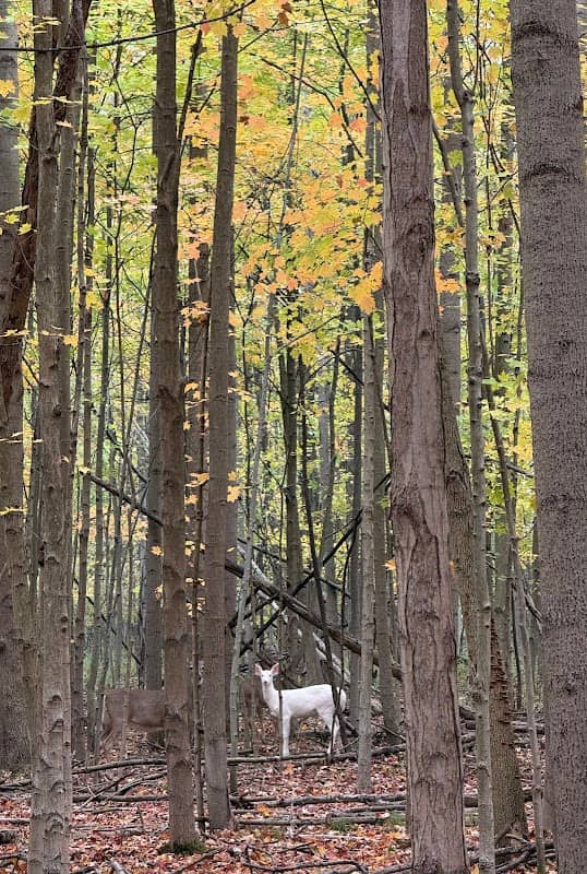 Kyle Woods State Nature Preserve - Image 2