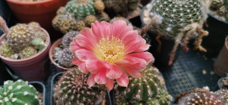 Cactusinhouse - Image 2