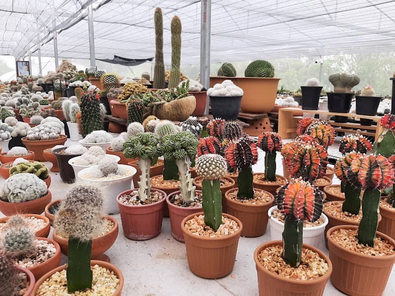 Cactusinhouse - Image 1