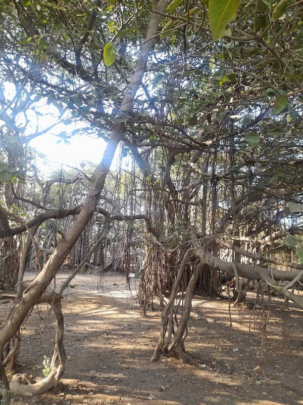 Big Banyan Tree At Ghata - Image 1