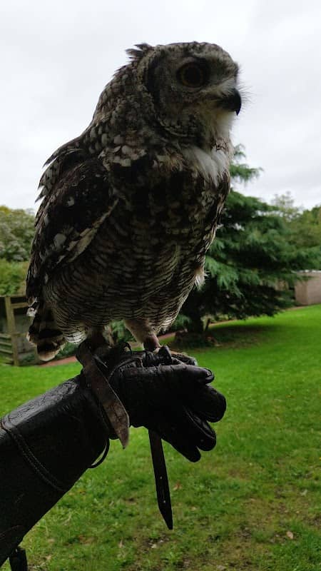 Cumberland Bird of Prey Centre - Image 2