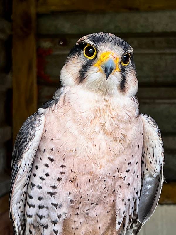 Cumberland Bird of Prey Centre - Image 1