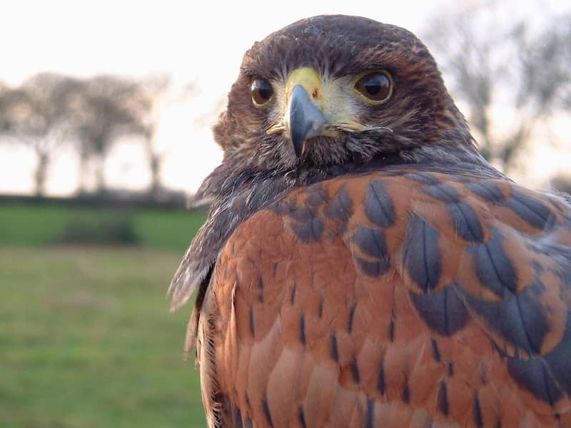 Cumberland Bird of Prey Centre - Image 3