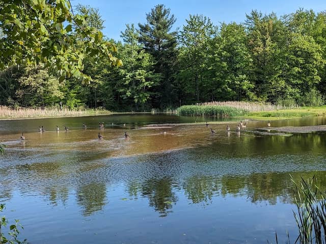 Gales Pond County Park - Image 3