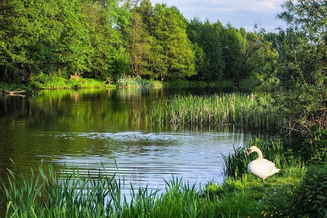 Starorzecze - Image 2