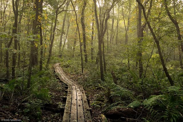 Brown's Lake Bog Preserve - Image 1