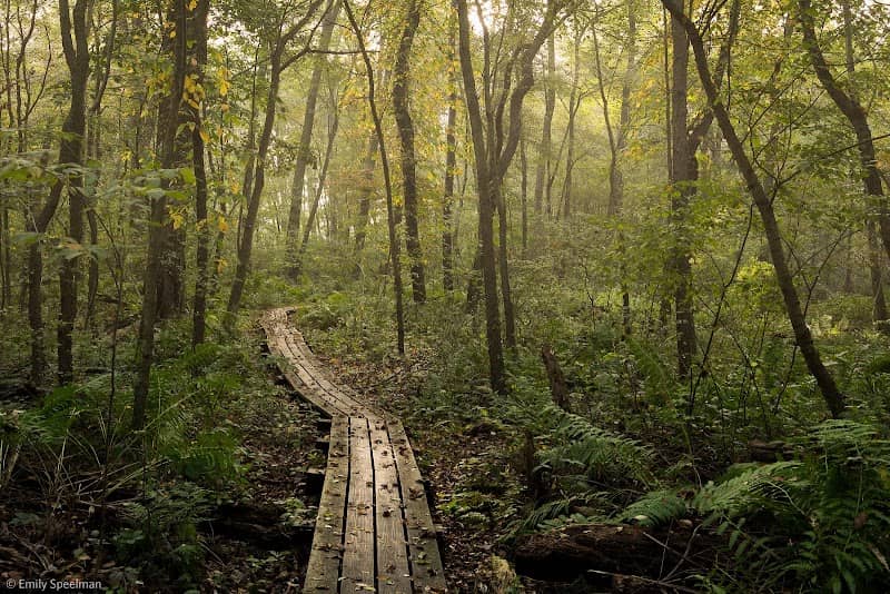 Brown's Lake Bog Preserve - Image 1
