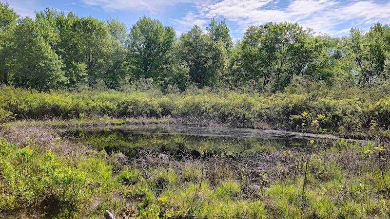 Brown's Lake Bog Preserve - Image 2