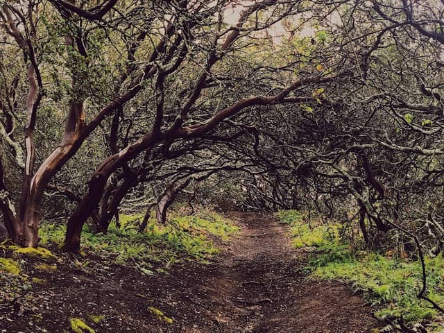 Sobrante Ridge Botanic Regional Preserve - Image 1