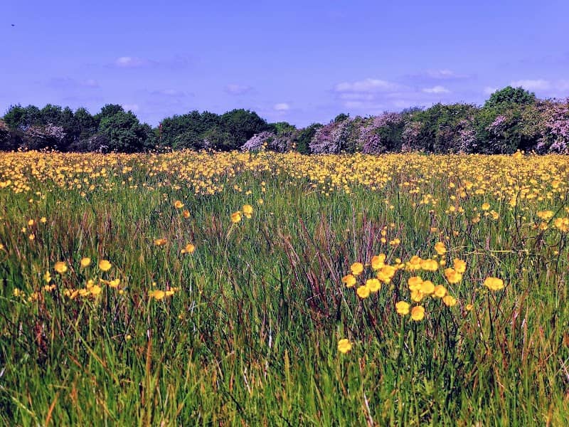 Mickleover Meadows - Image 2