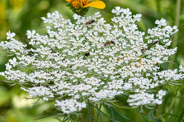 Neff Family Pollinator Habitat - Image 2