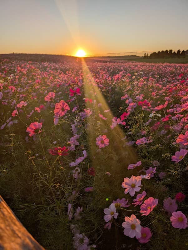 Poppy field - Image 2