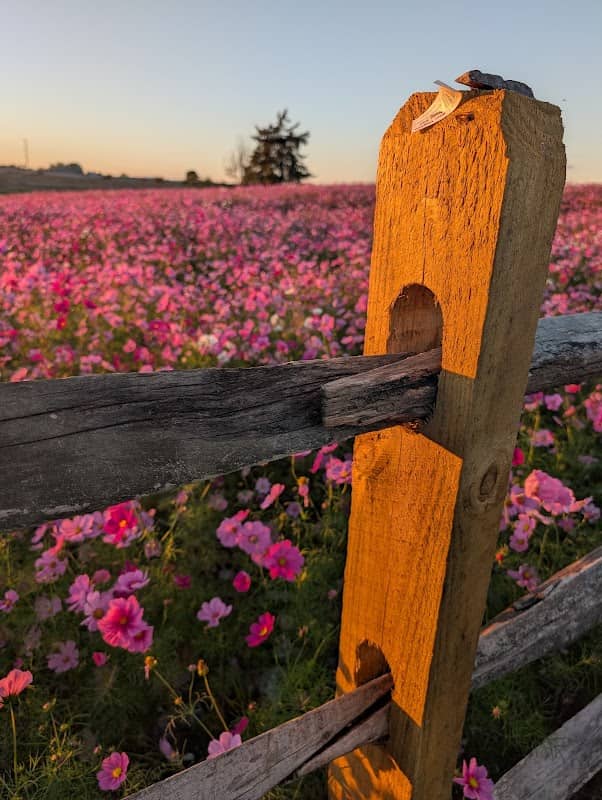 Poppy field - Image 1