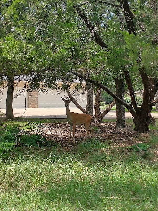 Berry Creek Park - Image 1