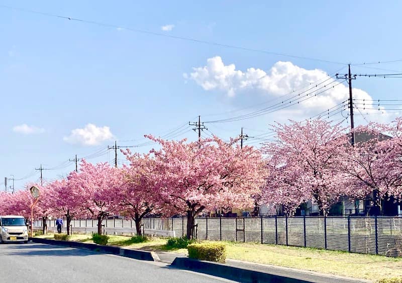 伝右川桜並木 (安行出羽公園付近の桜) - Image 1