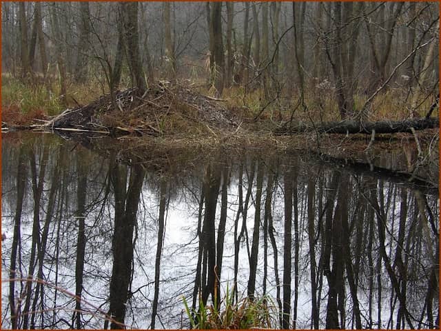 Głusza - Image 2