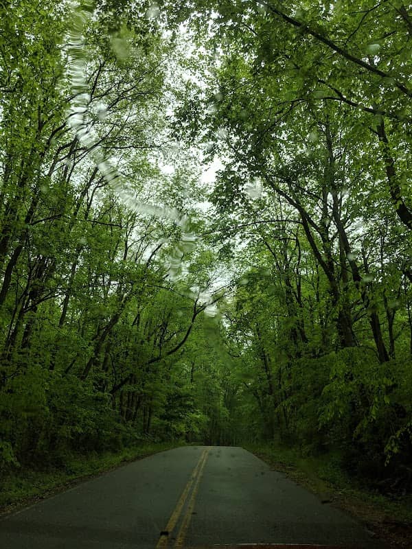 Earleville Wildlife Management Area - Image 2