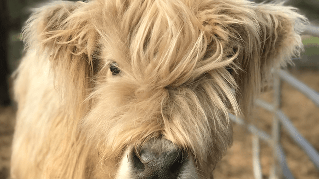 Incacheetoo Plantation and Petting Zoo LLC - Image 1