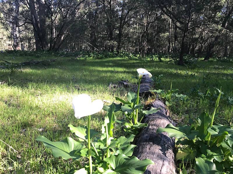 Tuart Forest National Park - Image 1
