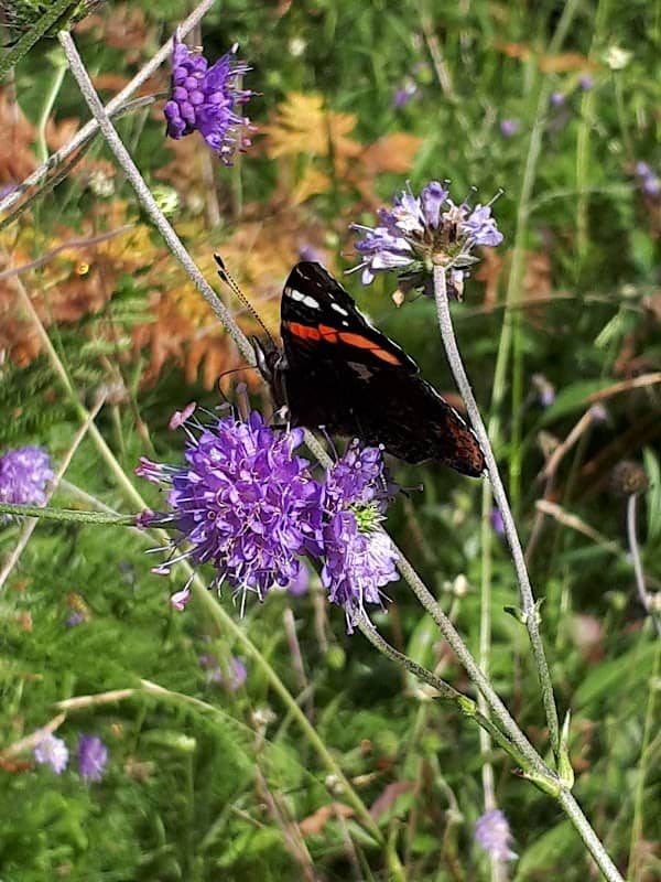 Eyarth Rocks - Butterfly Conservation Nature Reserve - Image 2