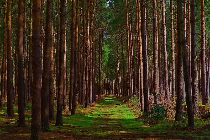 Cannock Chase Forest - Forestry England, main car park - Image 3